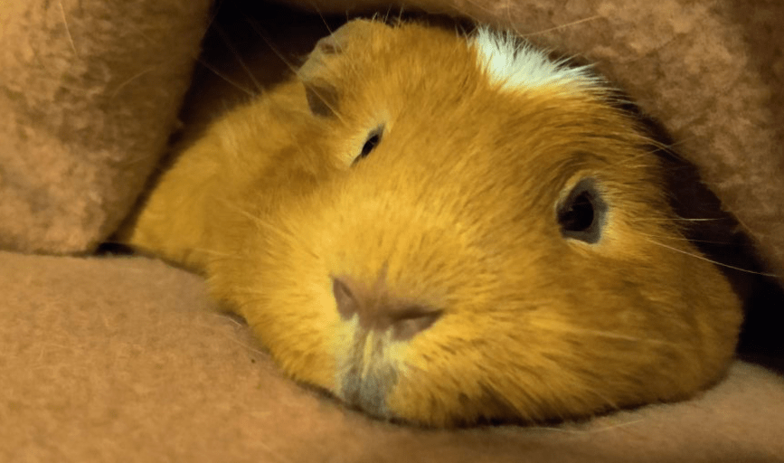 IN-HOME PET CARE